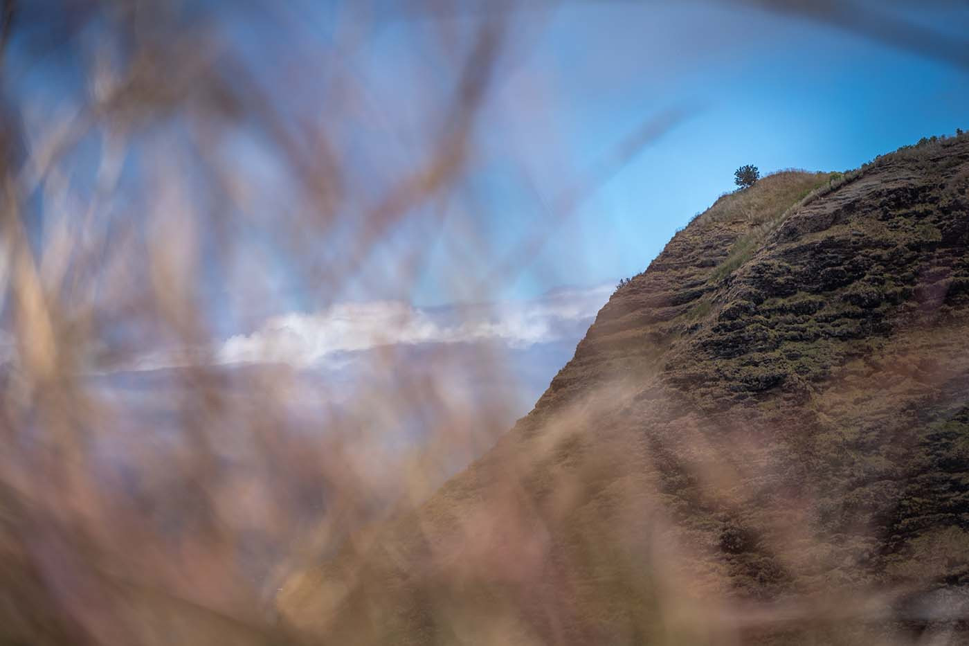 awaawapuhi-trail-tree.jpg Awaawapuhi ridge seen through tall grasses as fog moves across the sky