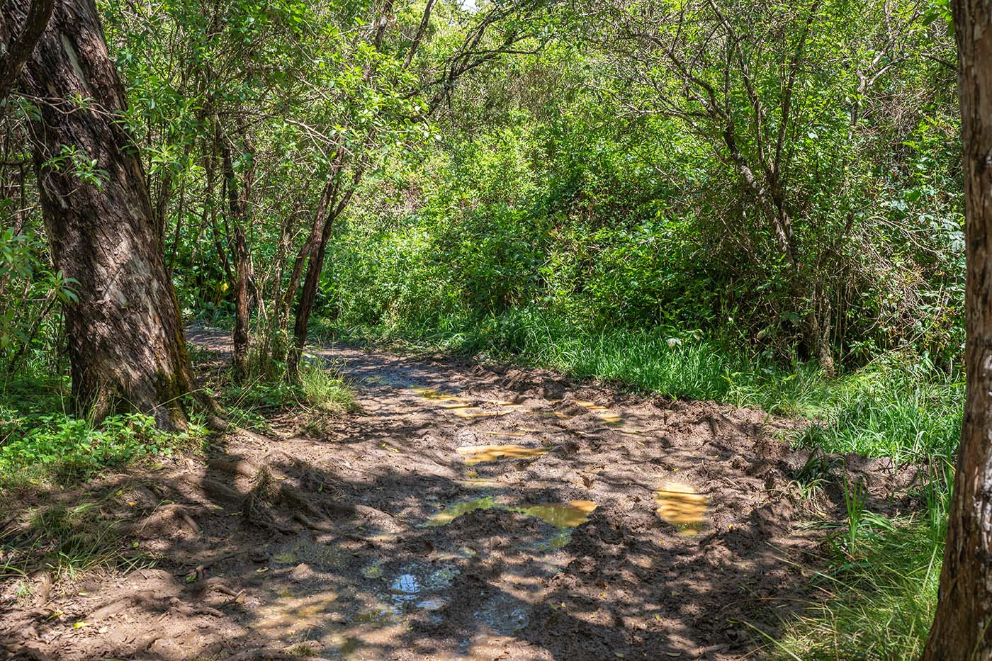 awaawapuhi-trail-mud.jpg Muddy Awaawapuhi Trail covered with puddles beneath the forest canopy
