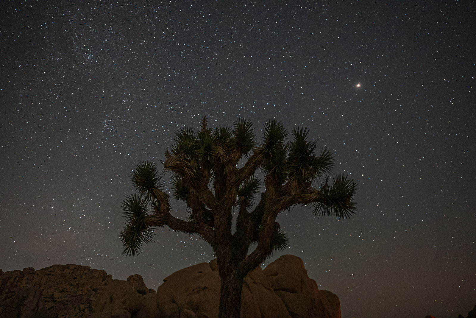 joshua-tree-astrophotagraphy.jpeg
