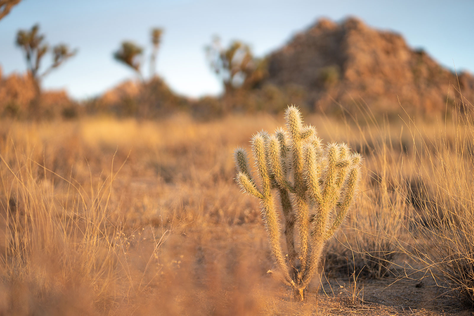 joshua-tree-boy-scout-trail-cholla-cactus.jpeg