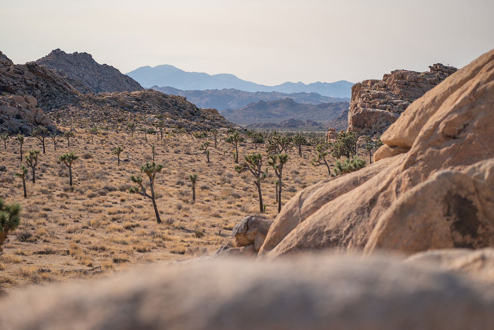 joshua-tree-boy-scout-trail.jpeg