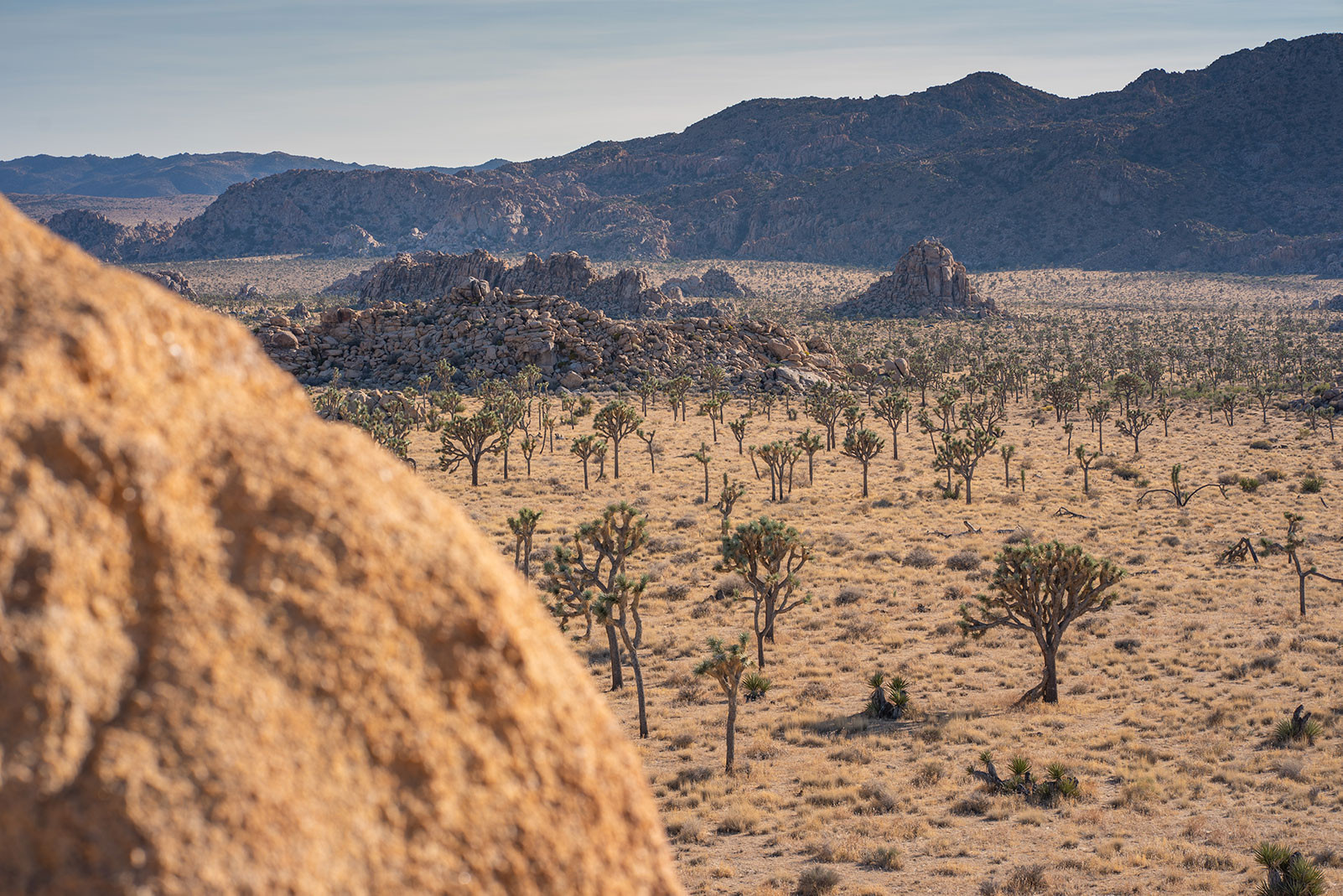 boy-scout-trail-above-the-joshua-trees.jpeg