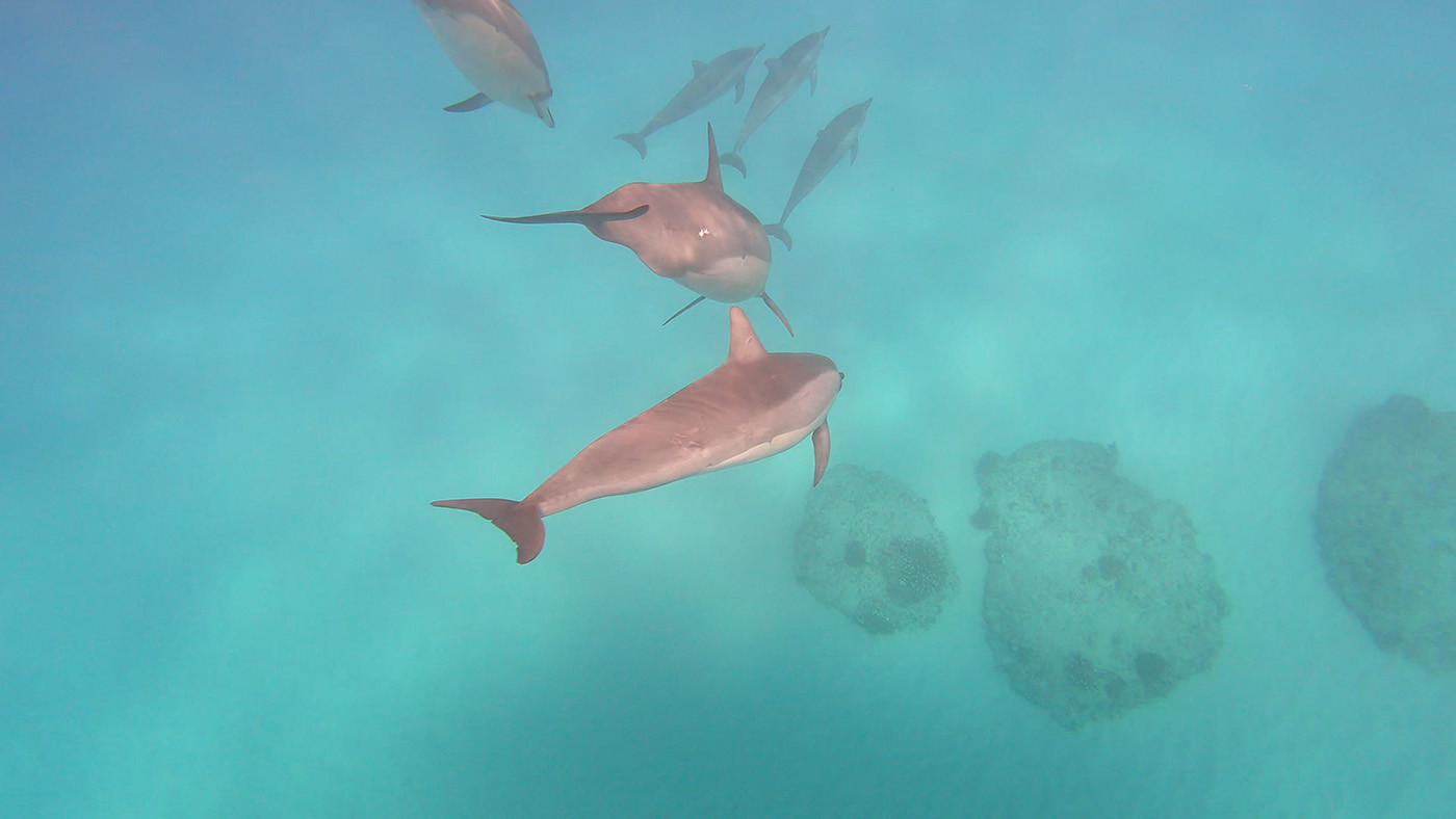 underwater-dolphins-1.jpg Pod of dolphins swimming through clear water above the rocky seafloor
