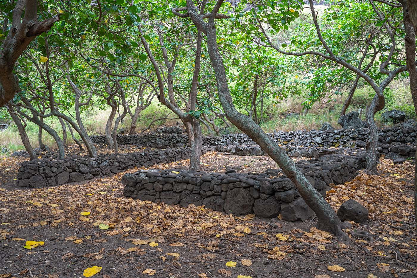 nu-alolo-kai-state-park-tour.jpg Historic stone terraces winding through the trees at Nualolo Kai