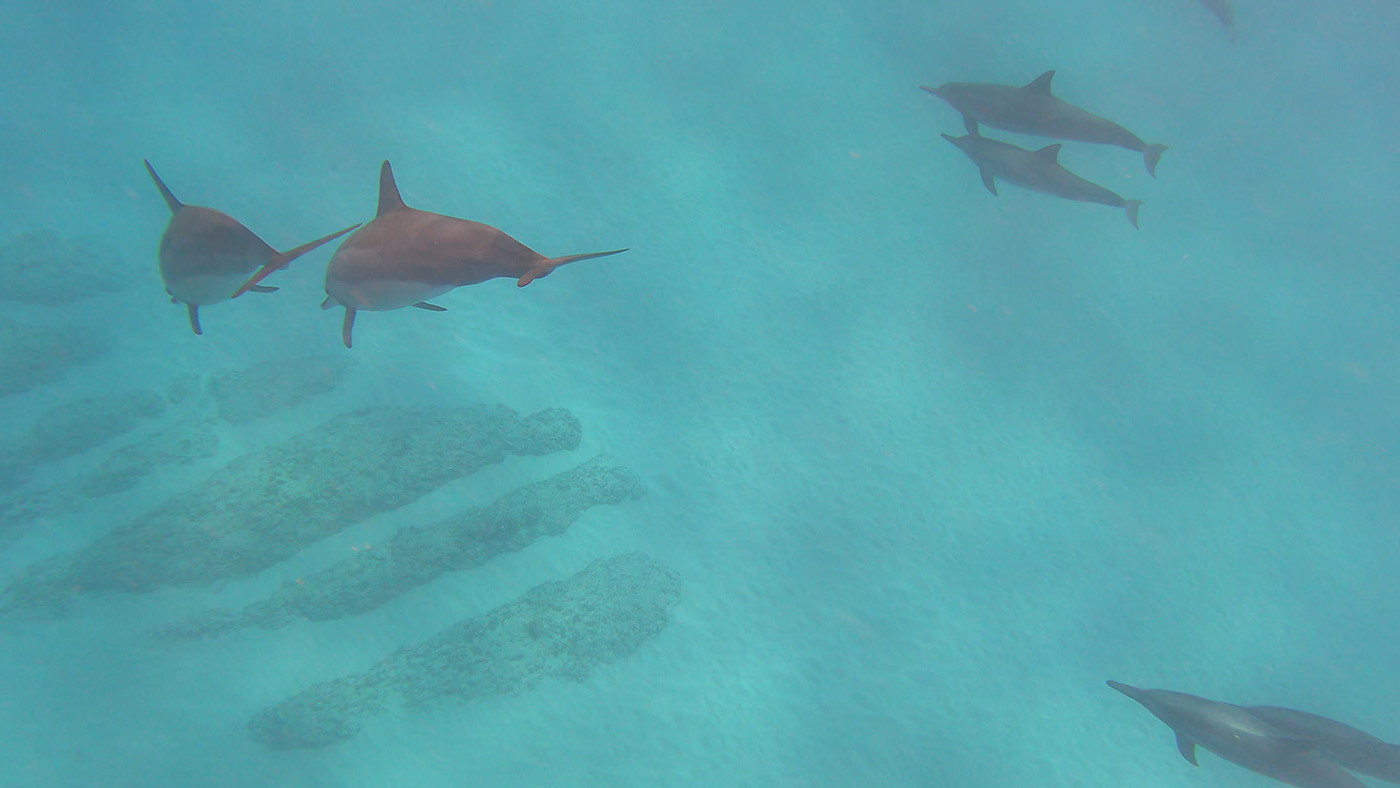 underwater-dolphins-3.jpg Dolphins passing over reef formations in turquoise water