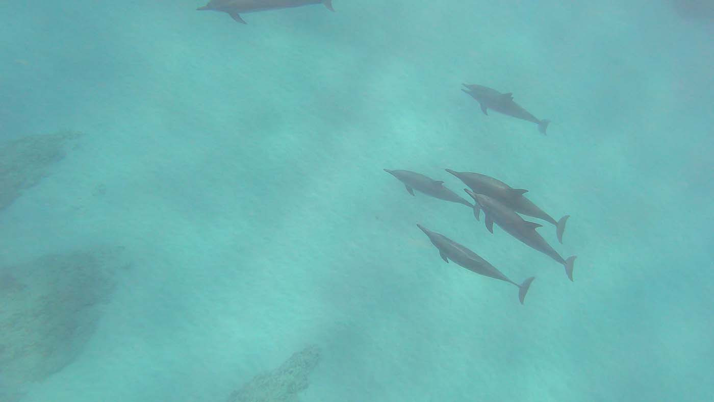 underwater-dolphins-2.jpg Group of dolphins swimming together beneath the tour boat