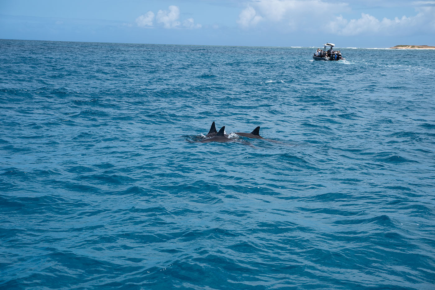captain-andys-dolphin-2.jpg Three dolphins swimming at the surface near a tour raft