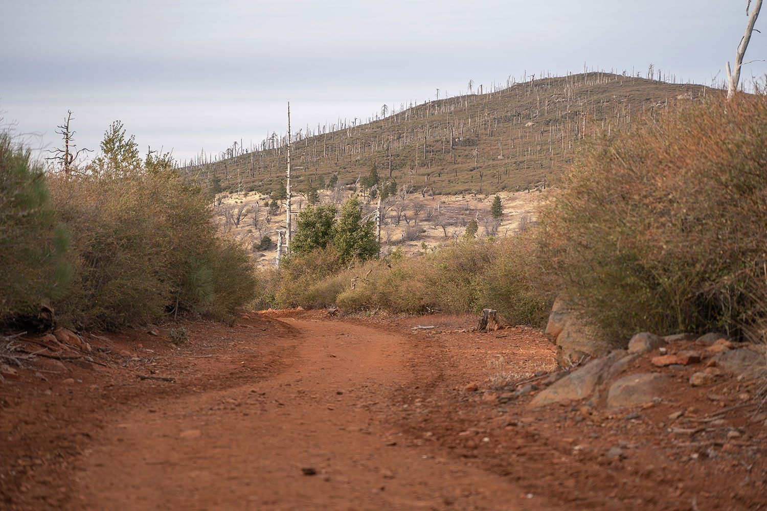 azalea-glen-fire-road.jpg