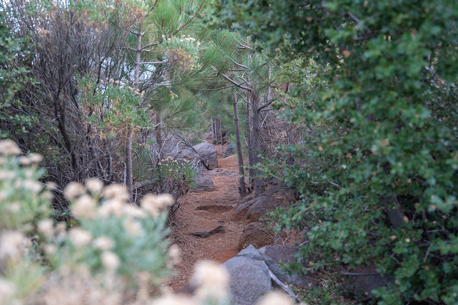 conejos-trail-forest-tunnel.jpg