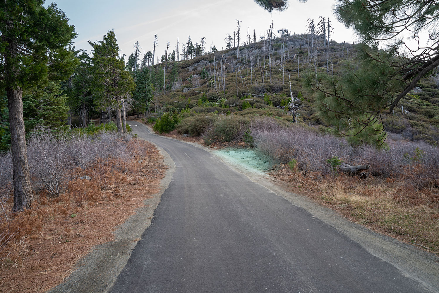 cuyamaca-peak-road-2.jpg