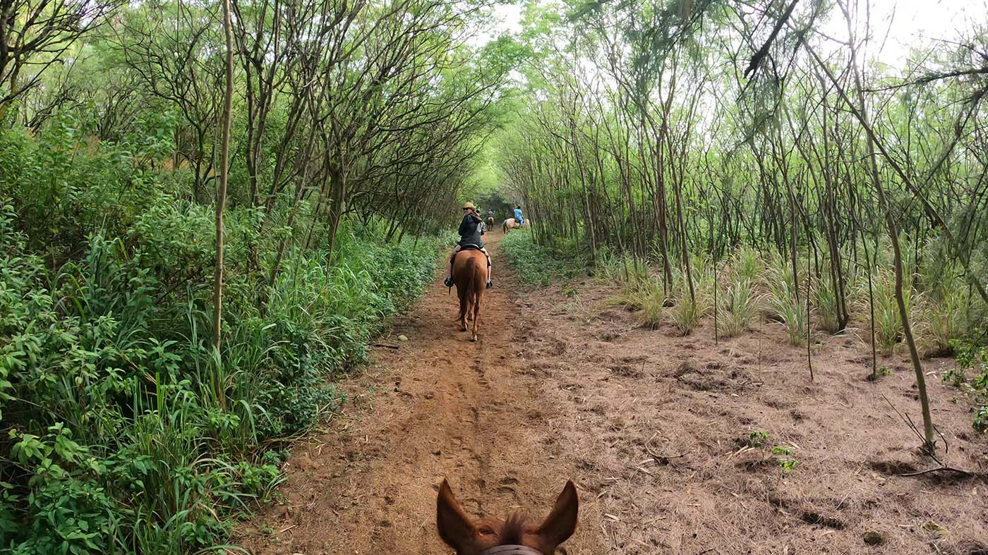 horseback-riding-forest-kauai.jpg Riders following a dirt path beneath a tunnel of slender trees