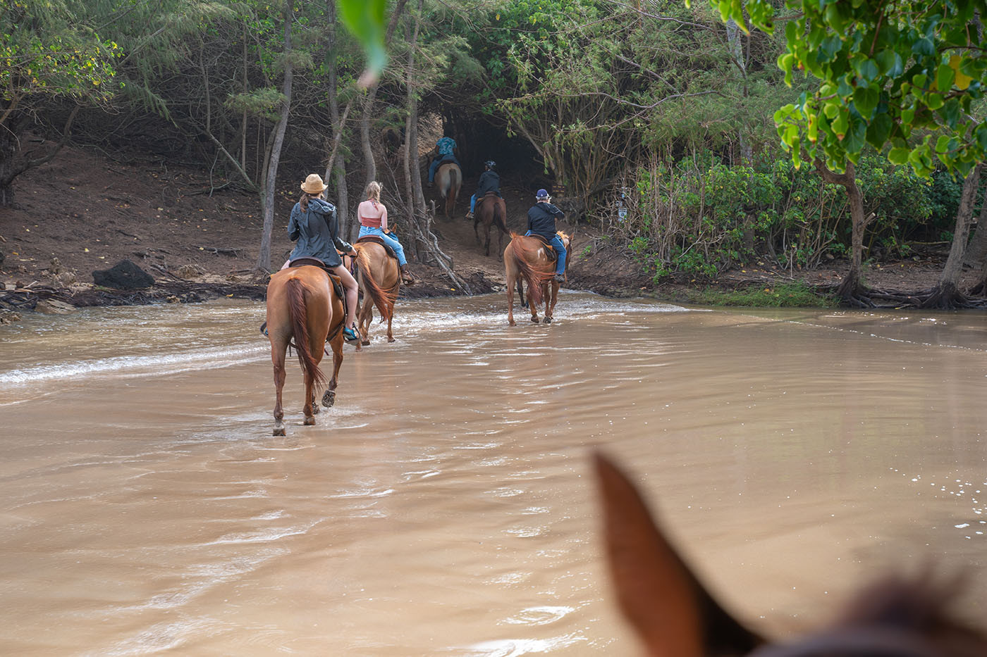 beach-horseback-riding-kauai-island.jpg Trail group crossing the shallow stream from the beach back into the forest