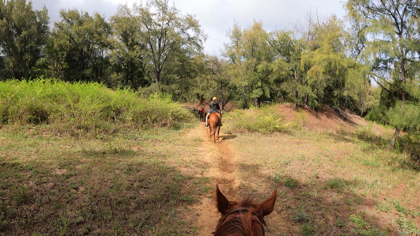 kauai-horseback-riding-forest.jpg Horseback view of riders winding through open coastal woodland