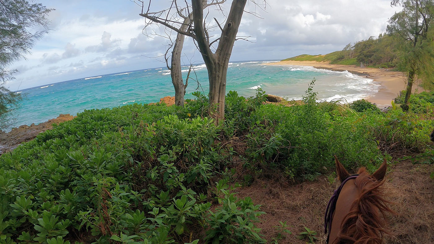 kawailoa-bay-horseback-riding.jpg Horseback view overlooking the turquoise water and sandy shore of Kawailoa Bay