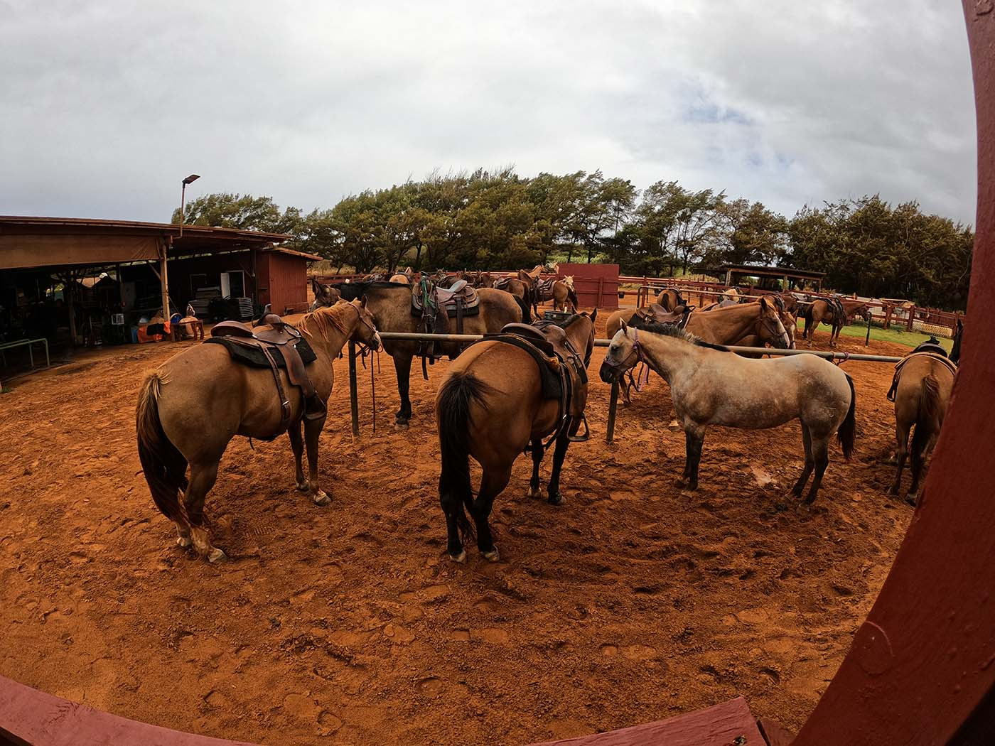 cjm-country-stables-horse-selection.jpg Saddled trail horses waiting in the CJM Country Stables corral