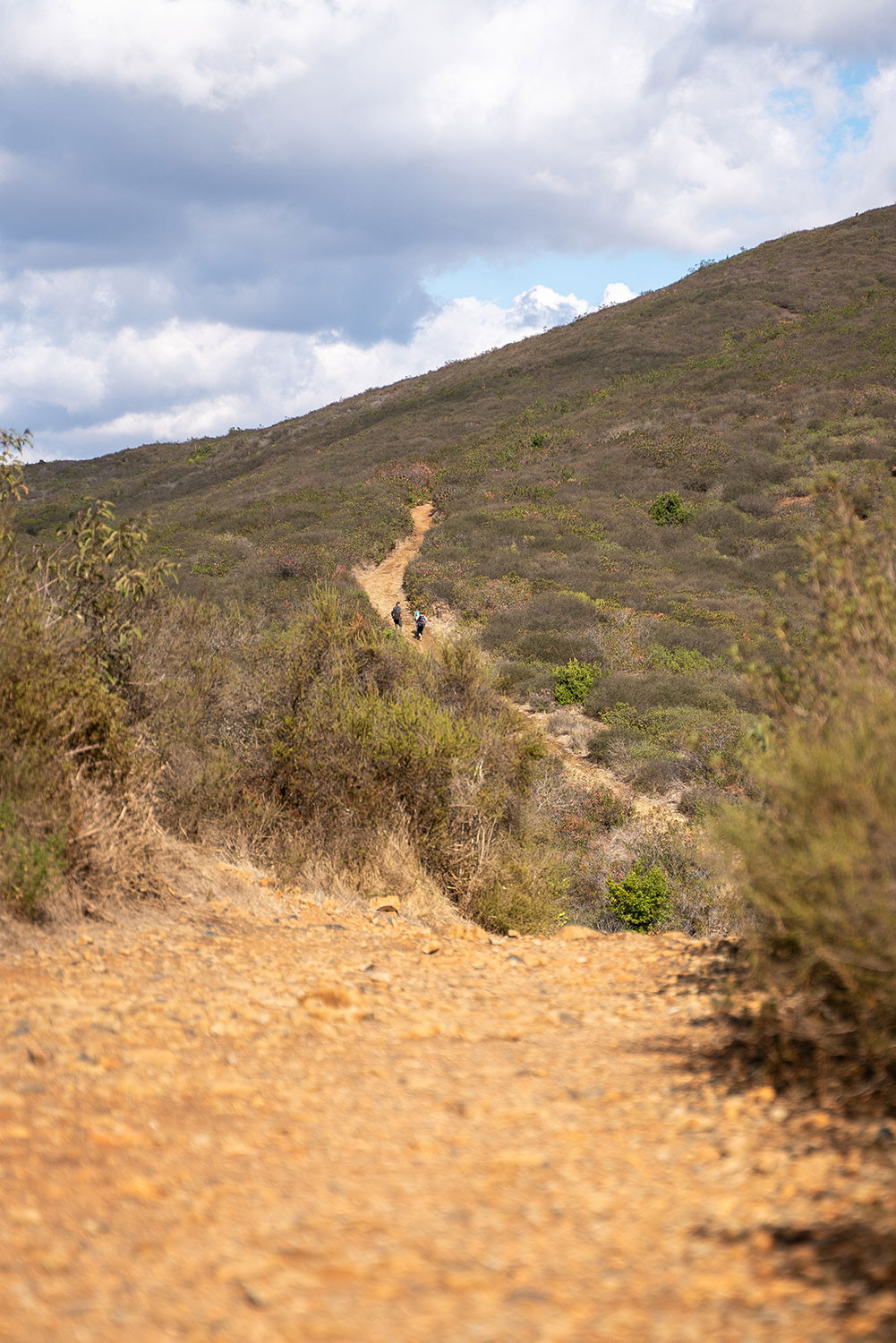 nighthawk-trail-rolling-hills.jpg