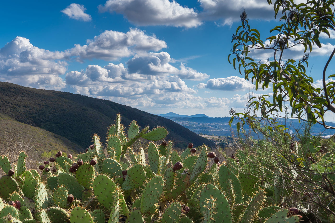 nighthawk-trail-cactus.jpg