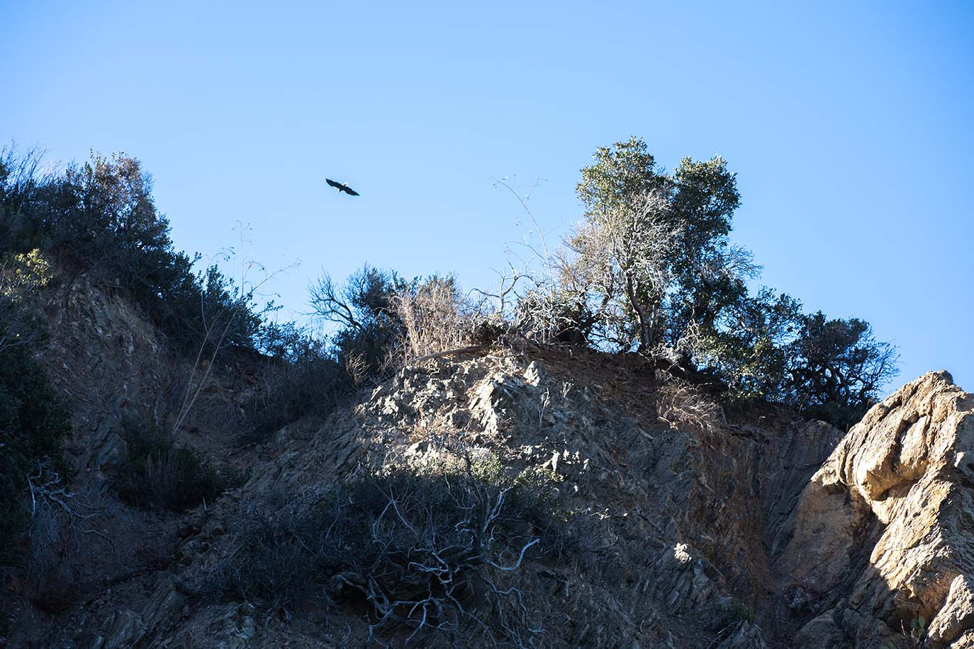Bald eagle flying above a rocky Catalina Island bluff