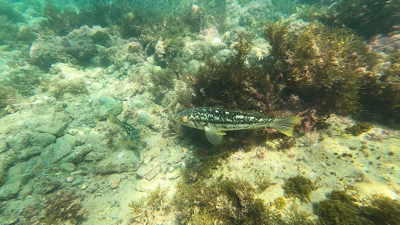 Spotted fish swimming through kelp near Italian Gardens
